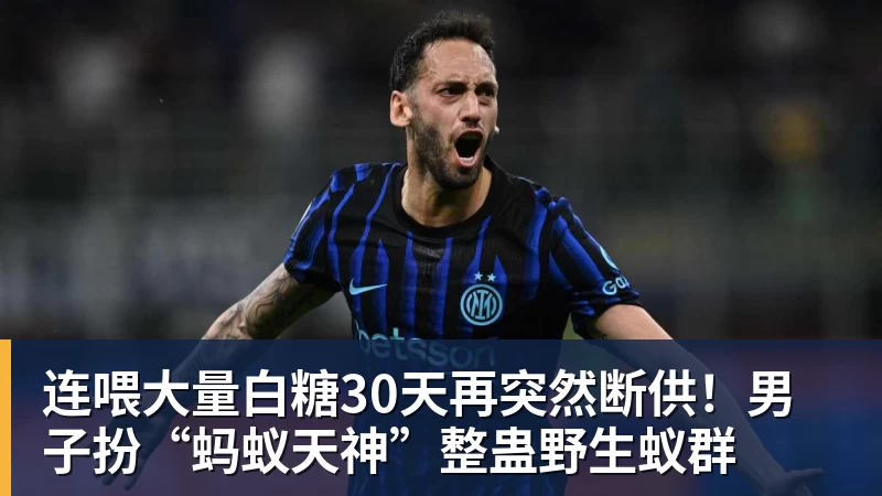 连喂大量白糖30天再突然断供！男子扮“蚂蚁天神”整蛊野生蚁群